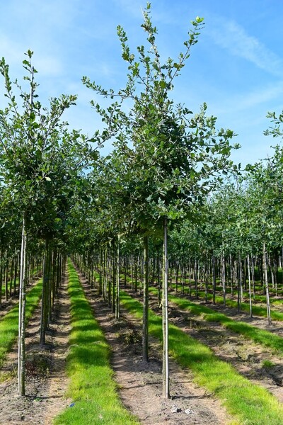 Boomkwekerij Marcel Heiming in Beugen